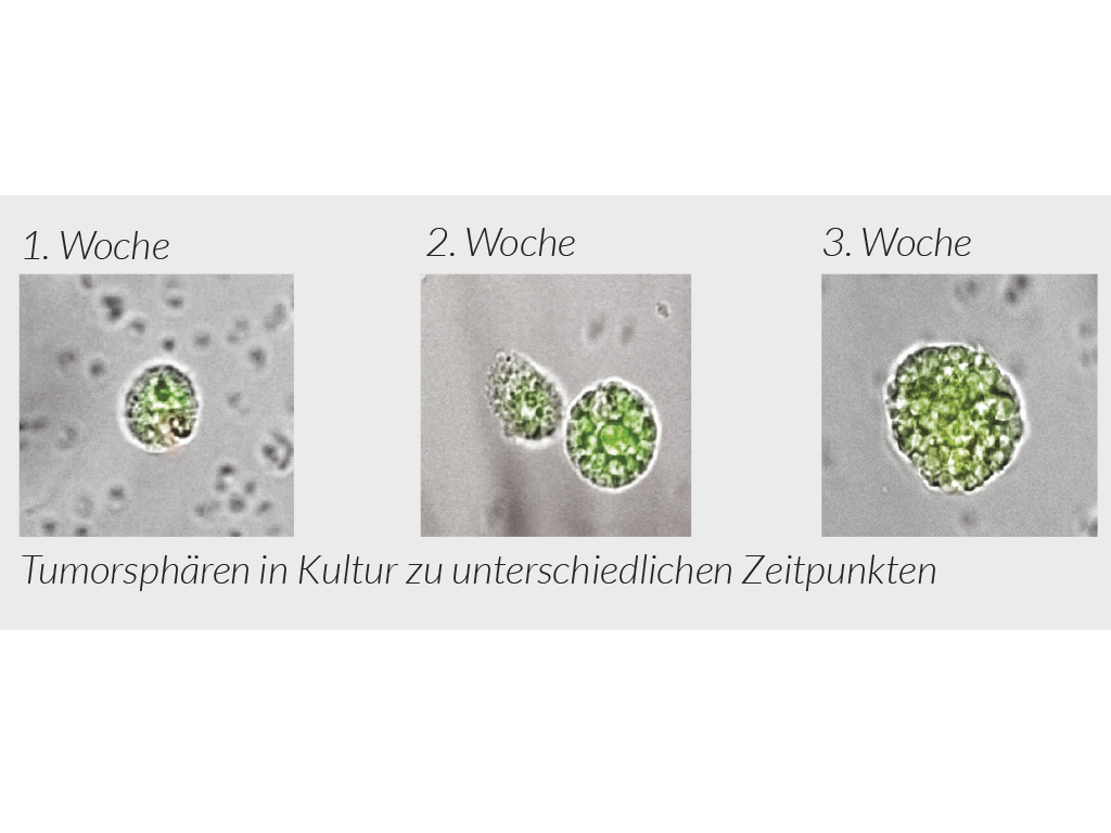 Therapieüberwachung mit maintrac®